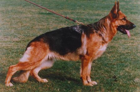 Prisca von Oxsalis | German Shepherd Dog 