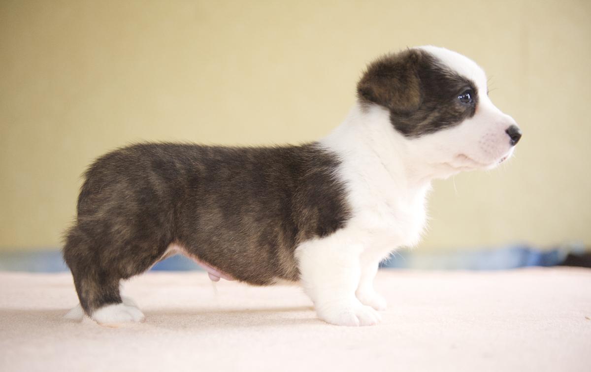 TIM PRIDE IMPERIAL SON | Cardigan Welsh Corgi 