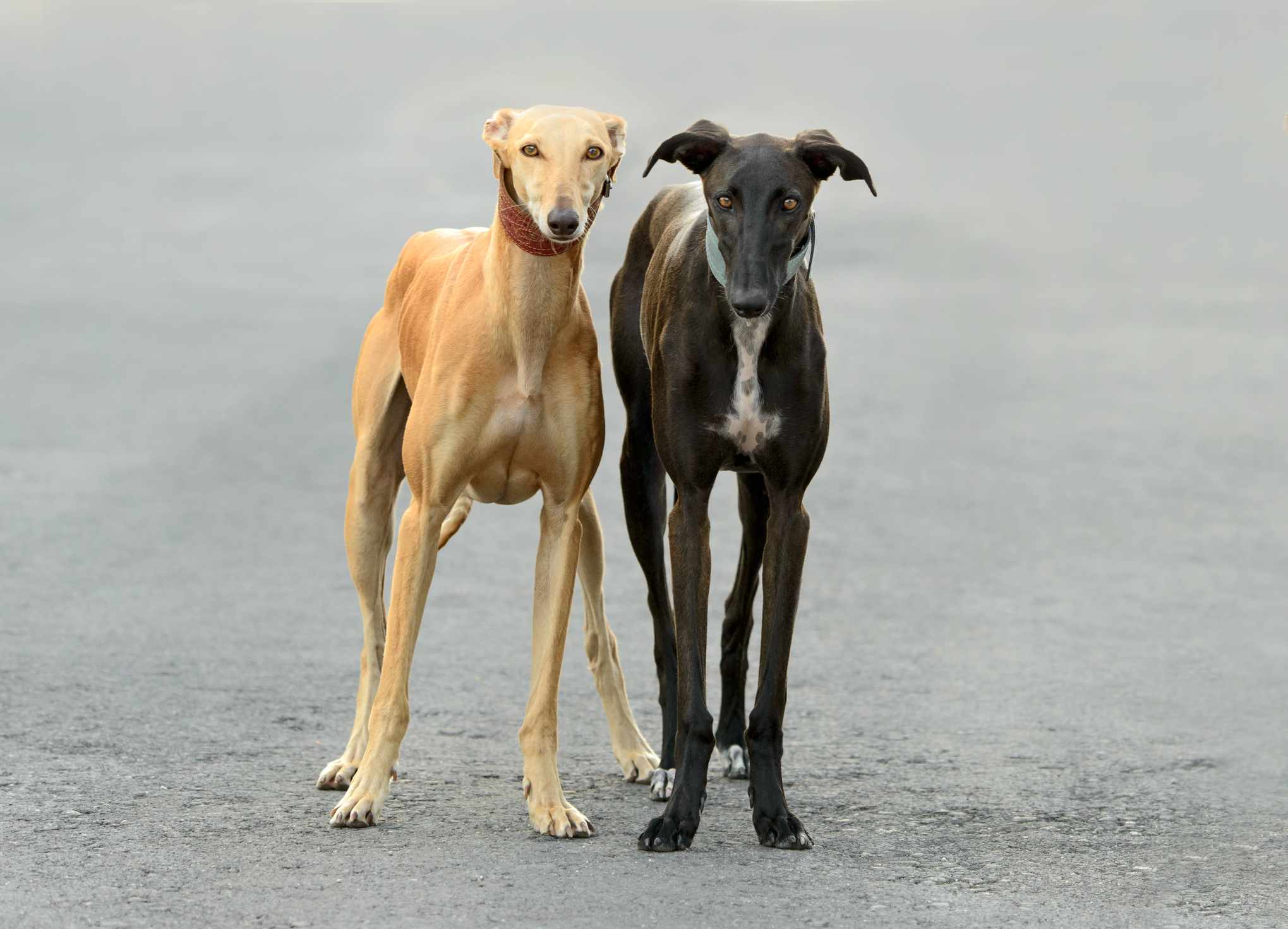 Spanish Greyhound