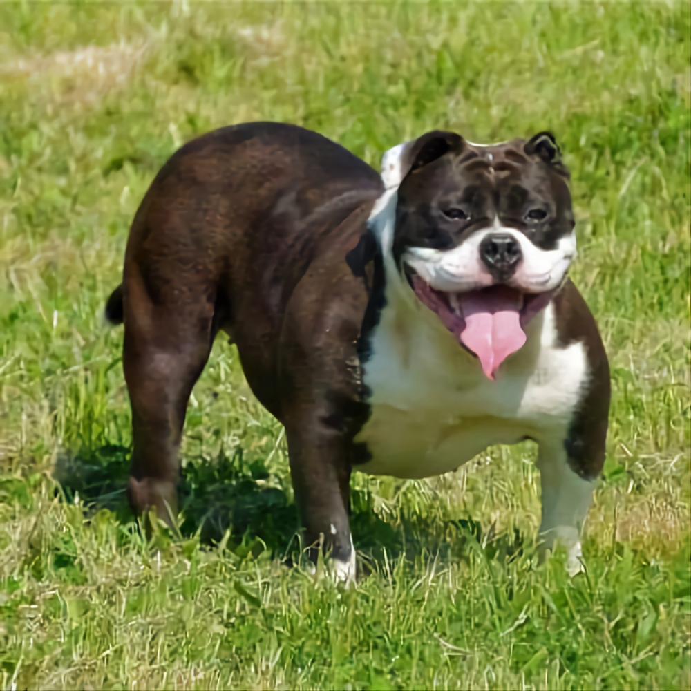 NBBZ'S Blitz | Olde English Bulldogge 