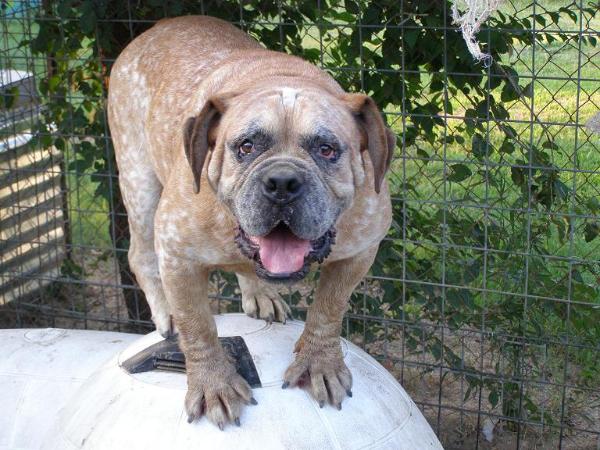 Hill's Harleywood | Olde English Bulldogge 