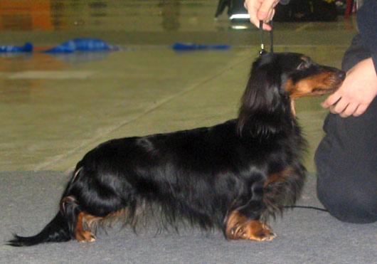Daks-Veg-As Ori-Tori | Dachshund 