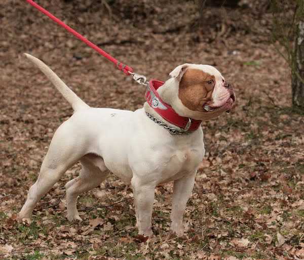 MegaBull's Fifty of FastLane | Olde English Bulldogge 