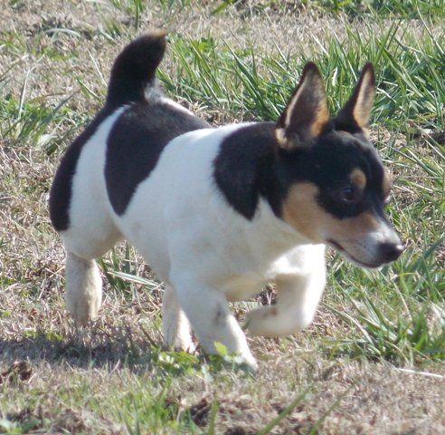 Broken Wings Hank | Teddy Roosevelt Terrier 