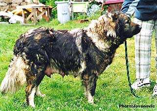 Alka Od Lipovacke Šume | Yugoslavian Shepherd Dog-Sarplaninac 