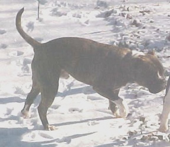 Alubull's King Dick 4 aka Frankie | Olde English Bulldogge 