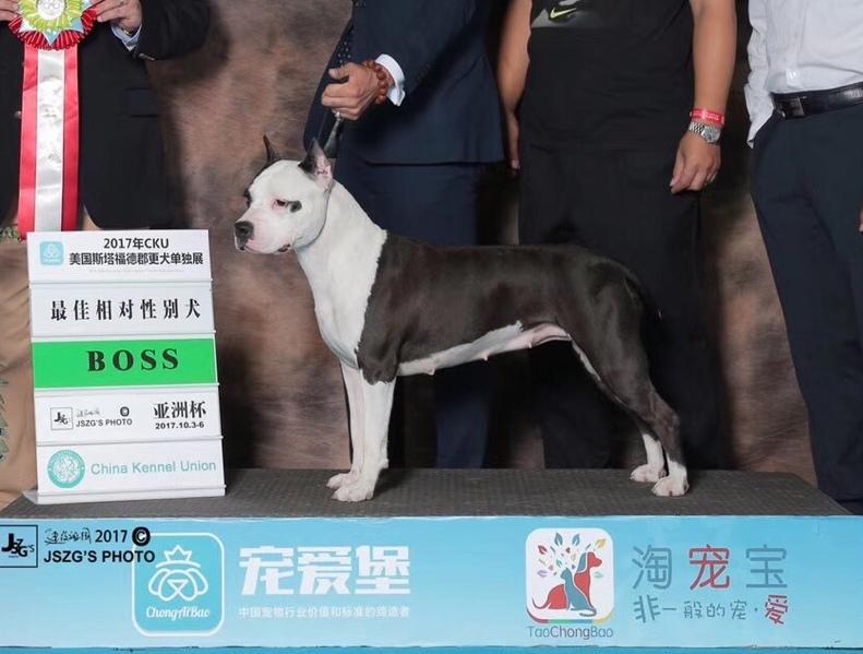 The Forbidden City Six | American Staffordshire Terrier 
