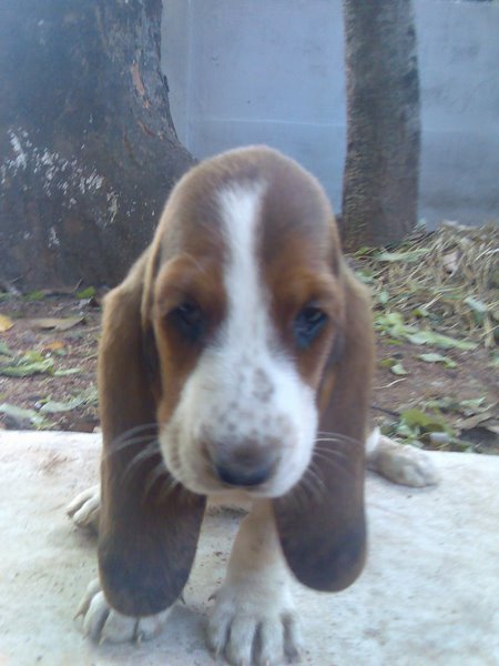 Sankalpa's julie | Basset Hound 