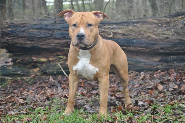 Playboy (Jason) | American Staffordshire Terrier 