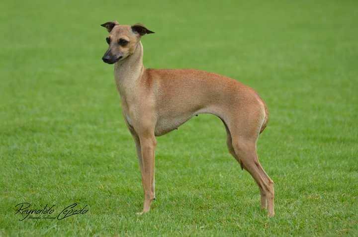 De La Casa Borromeo's Ambrosia Manjar de Dioses | Italian Greyhound 