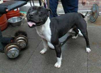 CRM Reuben | Staffordshire Bull Terrier 