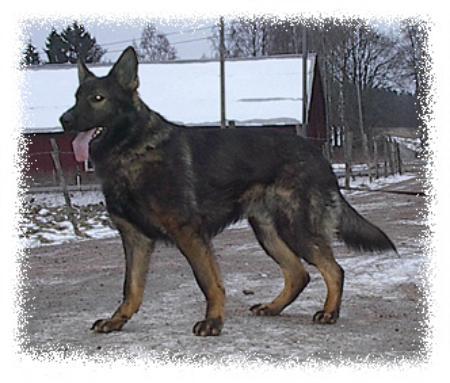 Expands Arko | German Shepherd Dog 