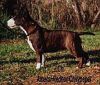 Amatol Red Hot Chilly Pepper | Miniature Bull Terrier 