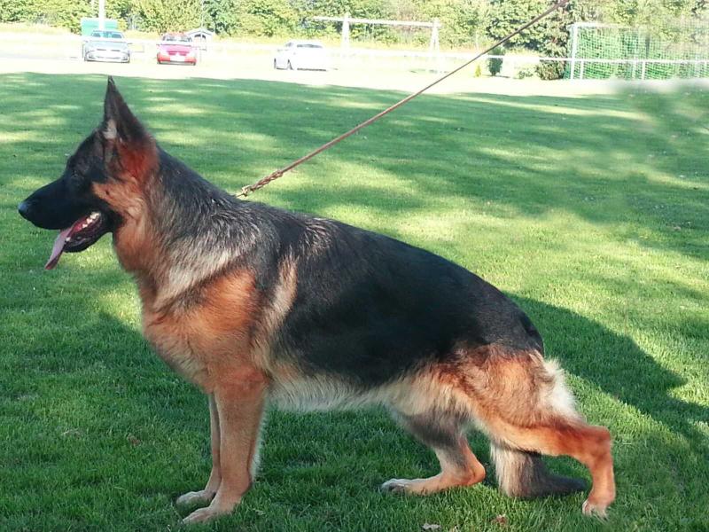 Pax vom Türkenkopf | German Shepherd Dog 