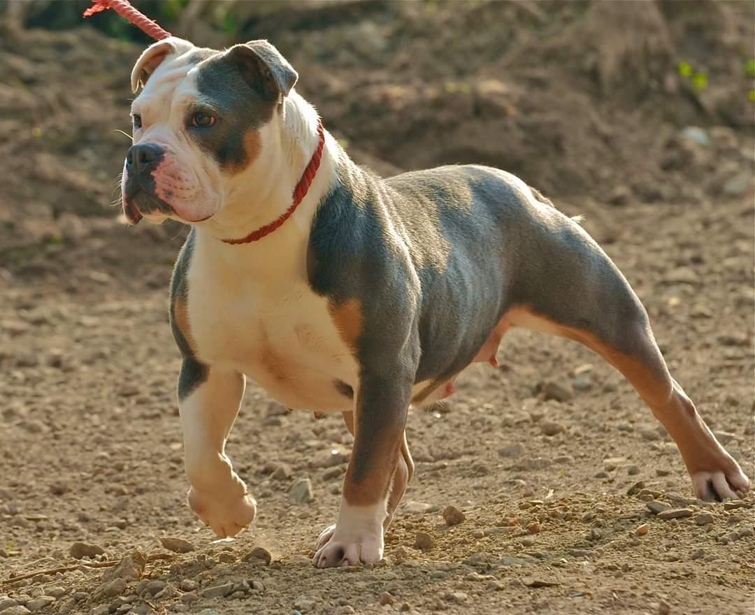 Nbbz' Nelly | Olde English Bulldogge 