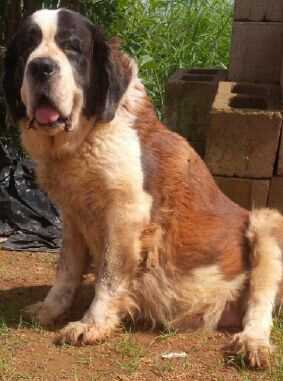 Nugget | Saint Bernard 