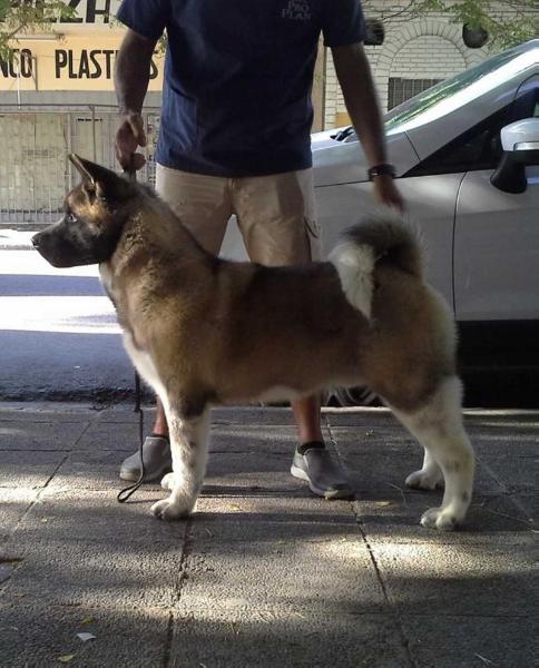 Ruthdales Heir To The Throne | Akita 