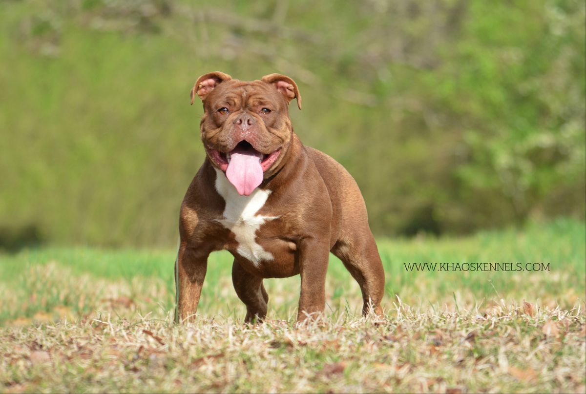 KHAOS' HEAVY CHEVY | Olde English Bulldogge 