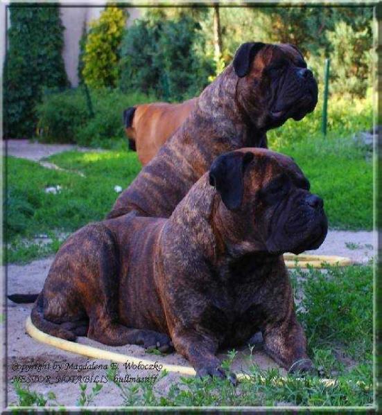 You and me forever nestor notabilis | Bullmastiff 