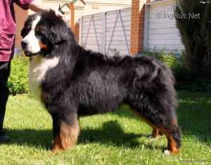 Prokofiev Da Casa dos Herdeiros Do Lobo | Bernese Mountain Dog 