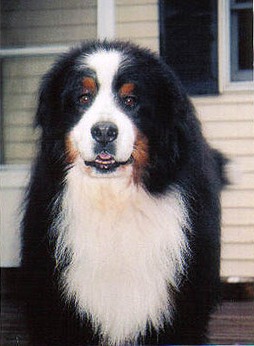 Lin Car's Code of  Skylands | Bernese Mountain Dog 