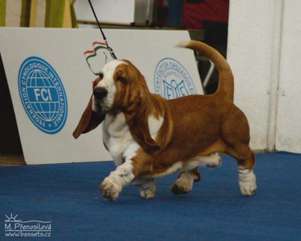 Red Hot Chili Pepper | Basset Hound 