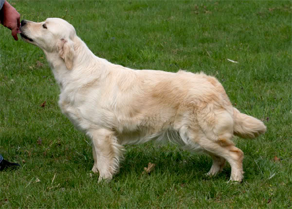 Ungareti du Domaine des Rives de l'Erdre | Golden Retriever 