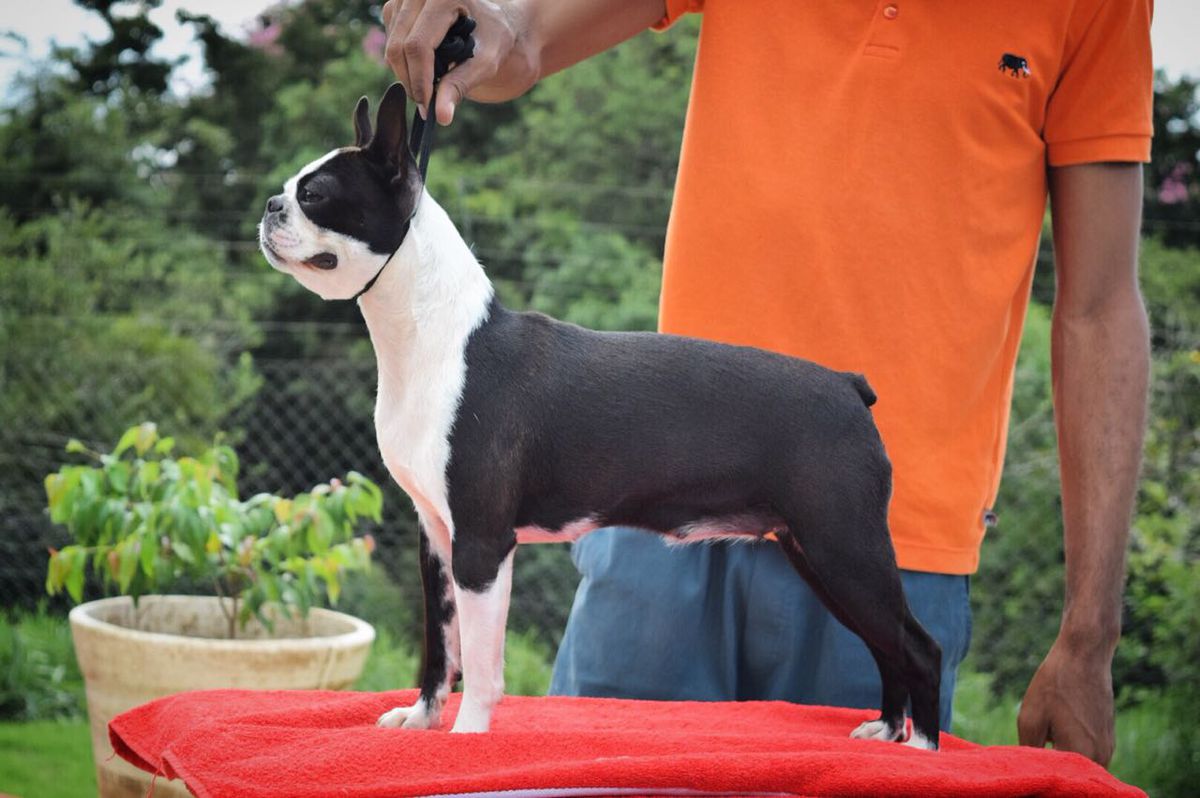 LET IT BE BD GL OF J PASSARELLI | Boston Terrier 