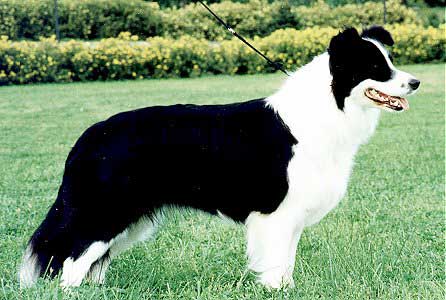 Pikkupaimenen Cascade Kid | Border Collie 