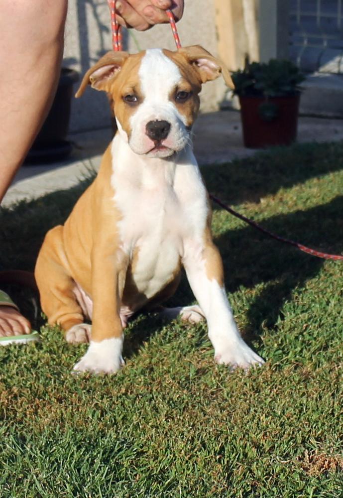 Ronaldo Shining Field | American Staffordshire Terrier 