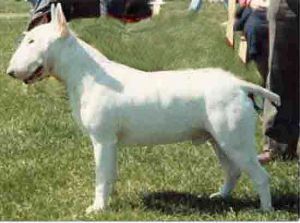 sonstar inkspot at wilet | Bull Terrier 