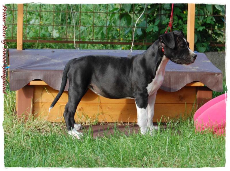 Prime Rose of Sweet Gangland | American Staffordshire Terrier 