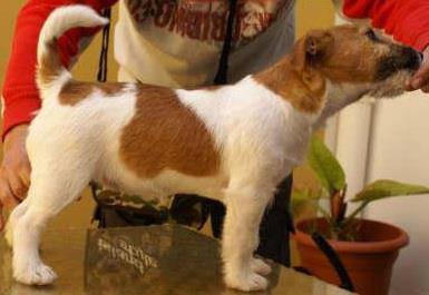 Racystar Destinity | Jack Russell Terrier 