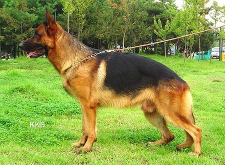 Rony vom Haus Oujung | German Shepherd Dog 