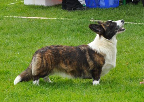 JASNIE PANI JAGIELLONKA Gaucho | Cardigan Welsh Corgi 