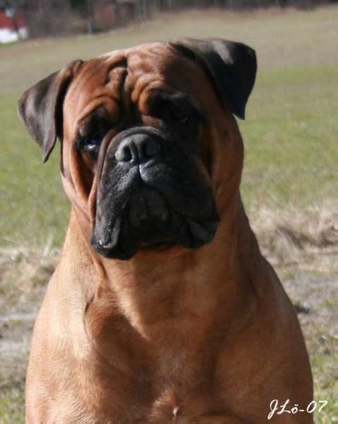 Maxinice Jokestress | Bullmastiff 