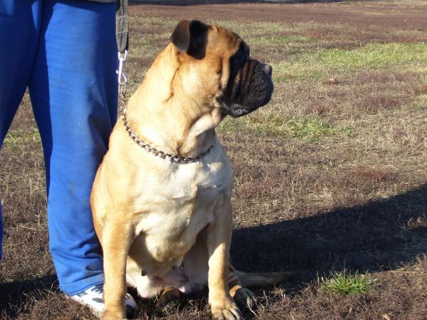 Knight From Urbán Berta | Bullmastiff 