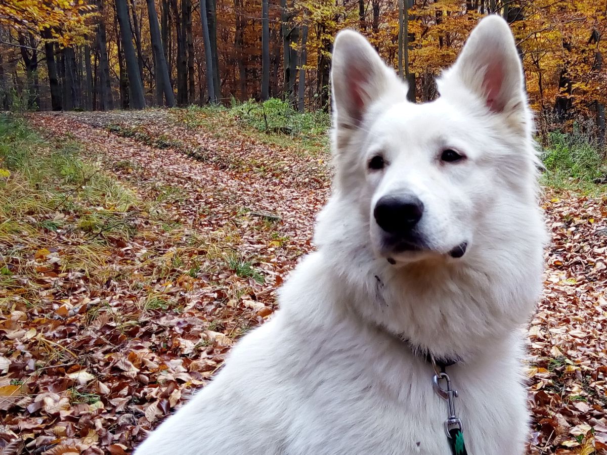 LUIGY SCOT AKBO – PARCHOVANY | White Swiss Shepherd Dog 