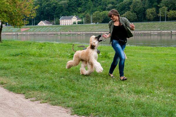 Vendi mar dreams you can touch | Afghan Hound 