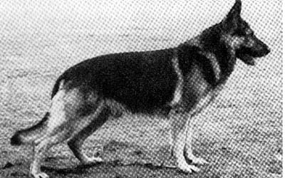 Trutz Ritterblut | German Shepherd Dog 