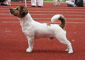 LET'S ROCK BEFORE THE FALL | Jack Russell Terrier 