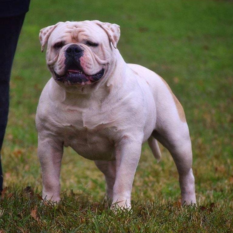 RDD’s Dingus | Olde English Bulldogge 