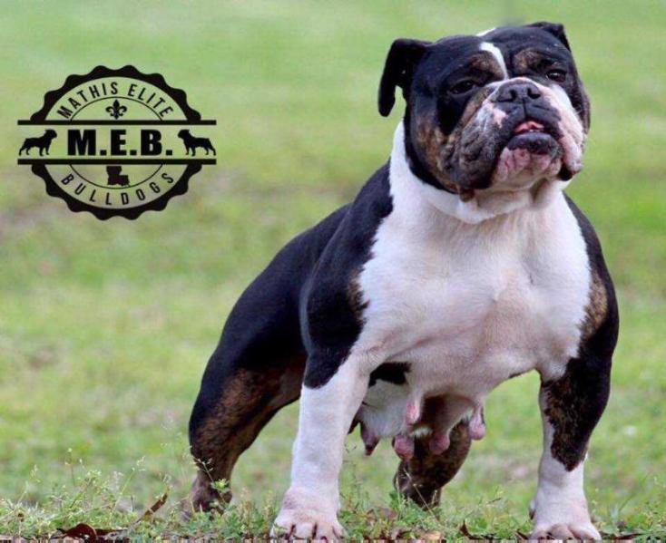 Beast Modes Cleo | Olde English Bulldogge 