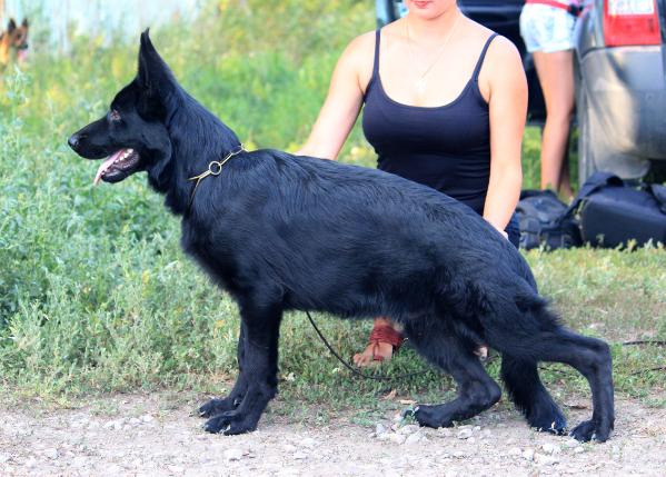 Maximus von Osten Herz | German Shepherd Dog 