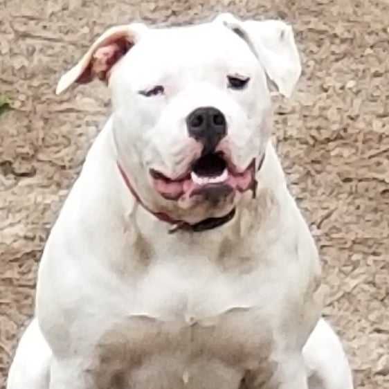 GGK's Raven aka R2 of Tucker's | American Bulldog 