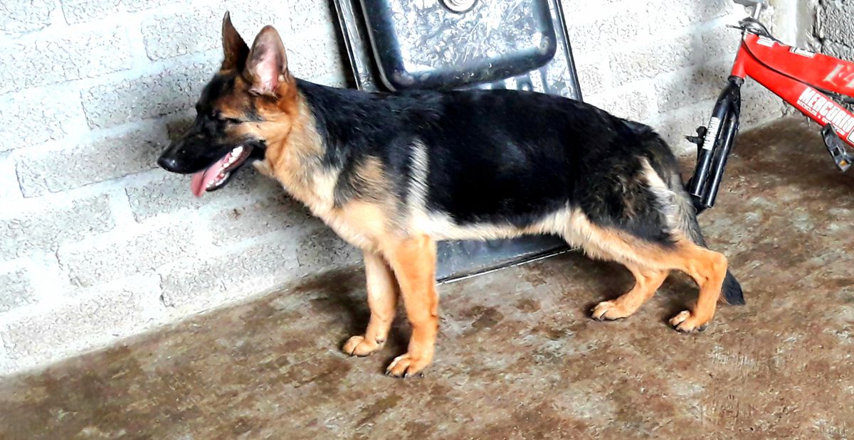 Tara Von Strohwitwer | German Shepherd Dog 