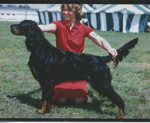 Ravenwood's Banner O'Tri-Sett | Gordon Setter 