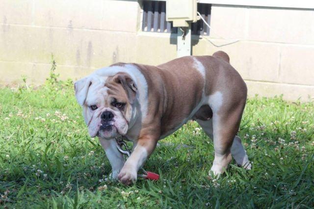 Blue Sky’s Sasha blue | Olde English Bulldogge 