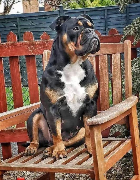 Adorabull's Lady Muck of Benfords Bulldogs | Olde English Bulldogge 