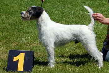 Chico Tanenbruck | Parson Russell Terrier 